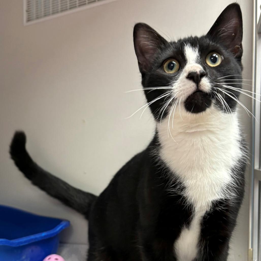 Enlarge Elton, a Adoptable Domestic Short Hair in East Hanover, NJ image 1/4