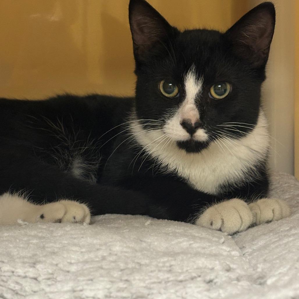 Enlarge Elton, a Adoptable Domestic Short Hair in East Hanover, NJ image 2/4