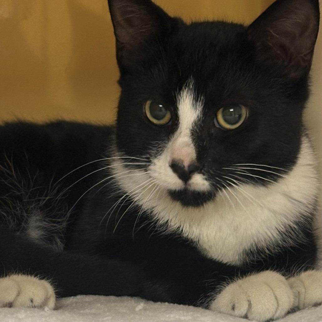 Enlarge Elton, a Adoptable Domestic Short Hair in East Hanover, NJ image 3/4