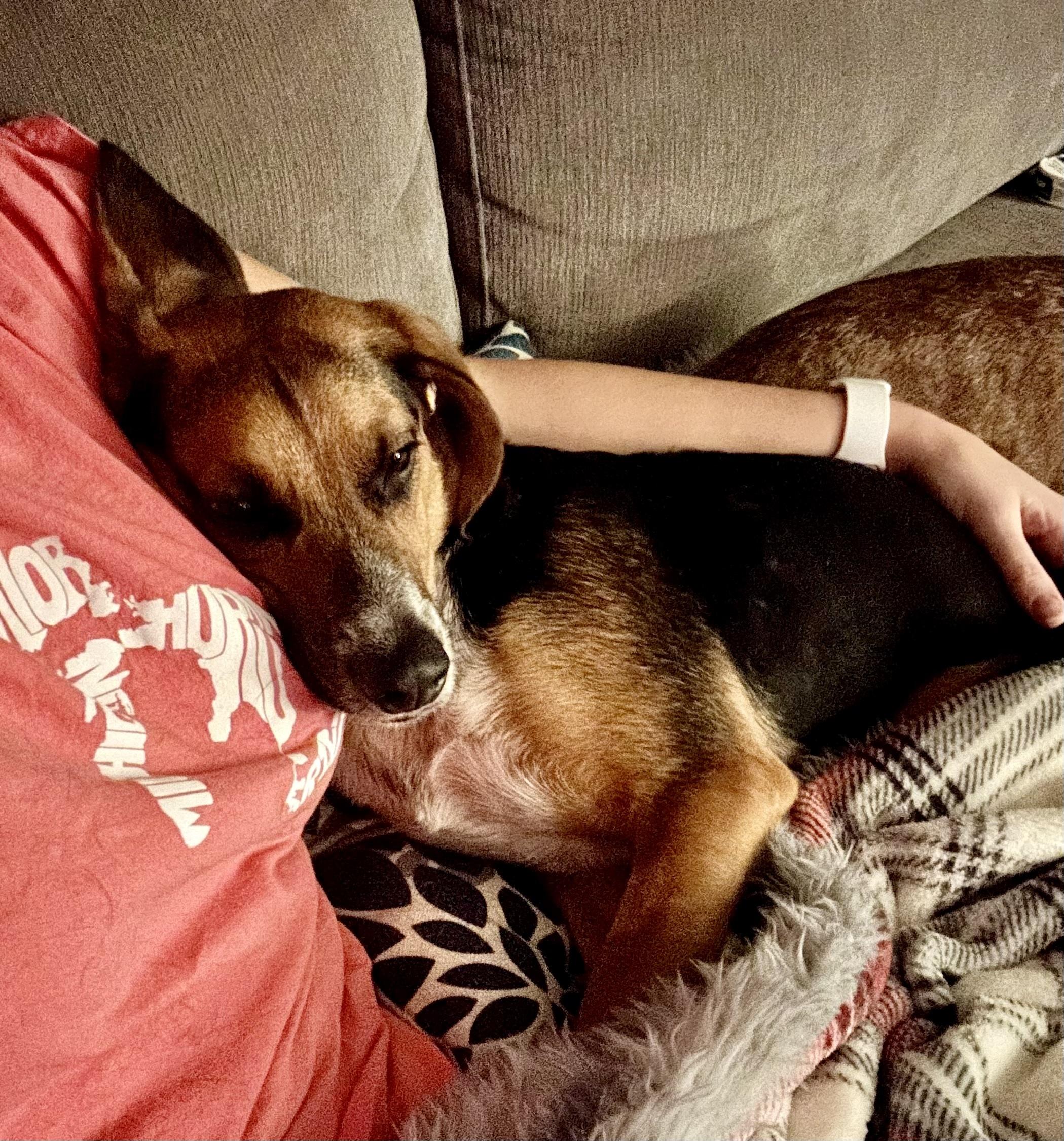 Jimi Jules, a Adoptable mixed breed in Cincinnati, OH image 5/6