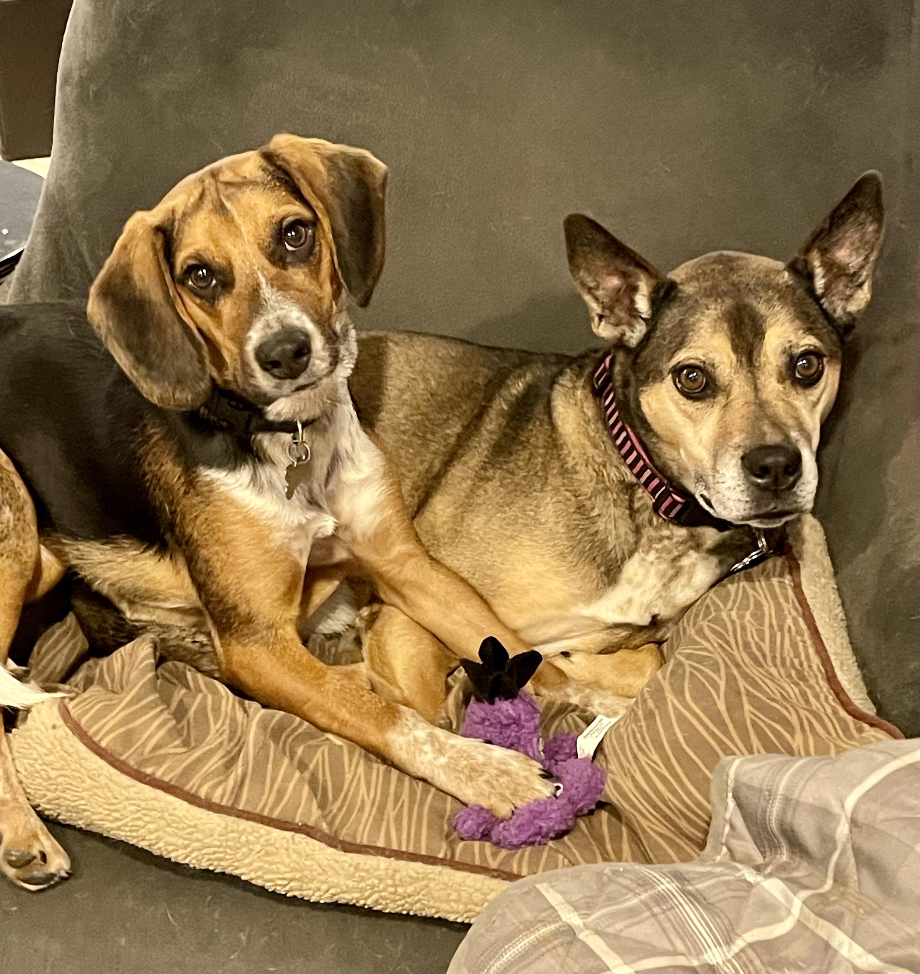 Jimi Jules, a Adoptable mixed breed in Cincinnati, OH image 6/6