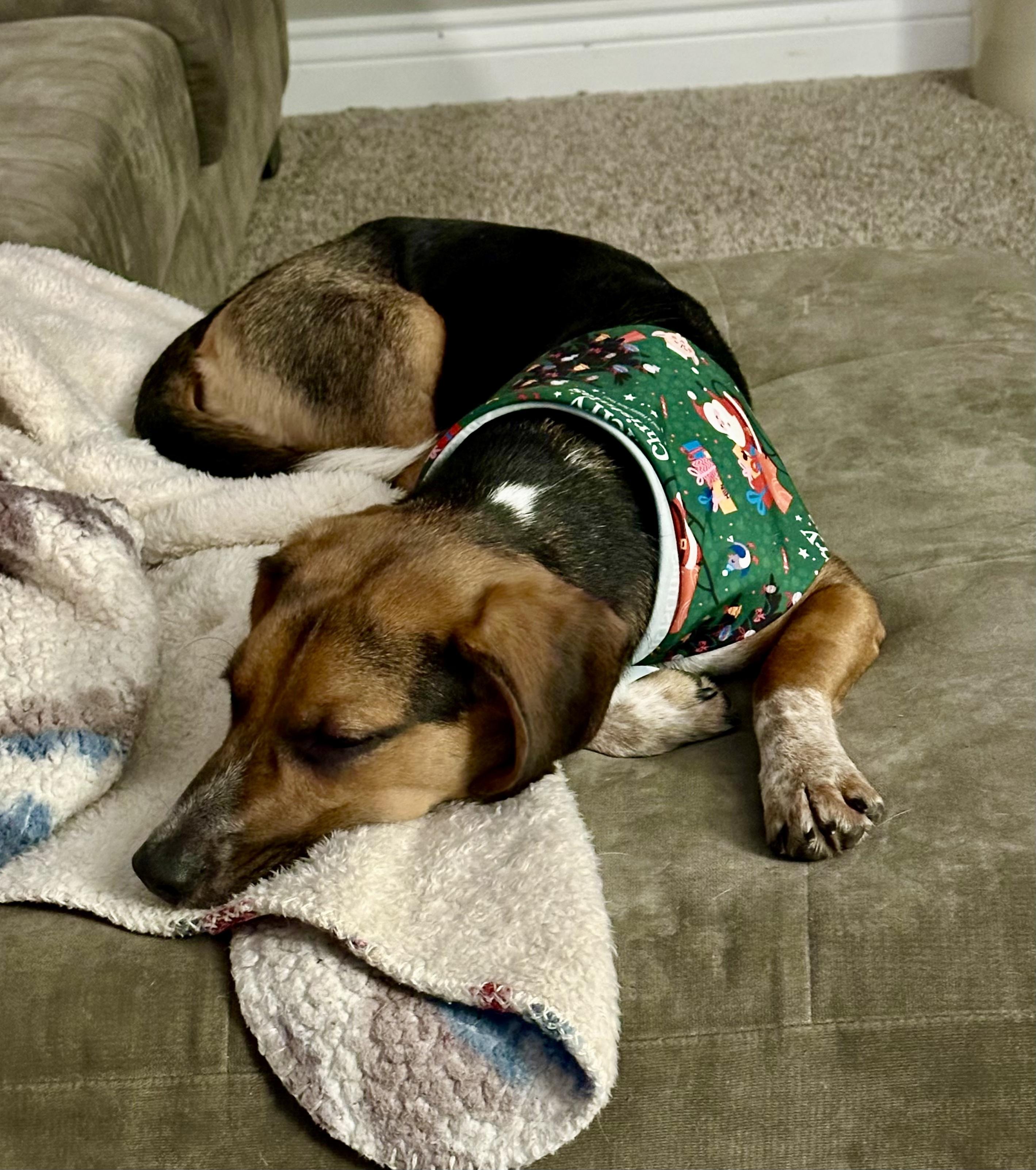 Jimi Jules, a Adoptable mixed breed in Cincinnati, OH image 2/6