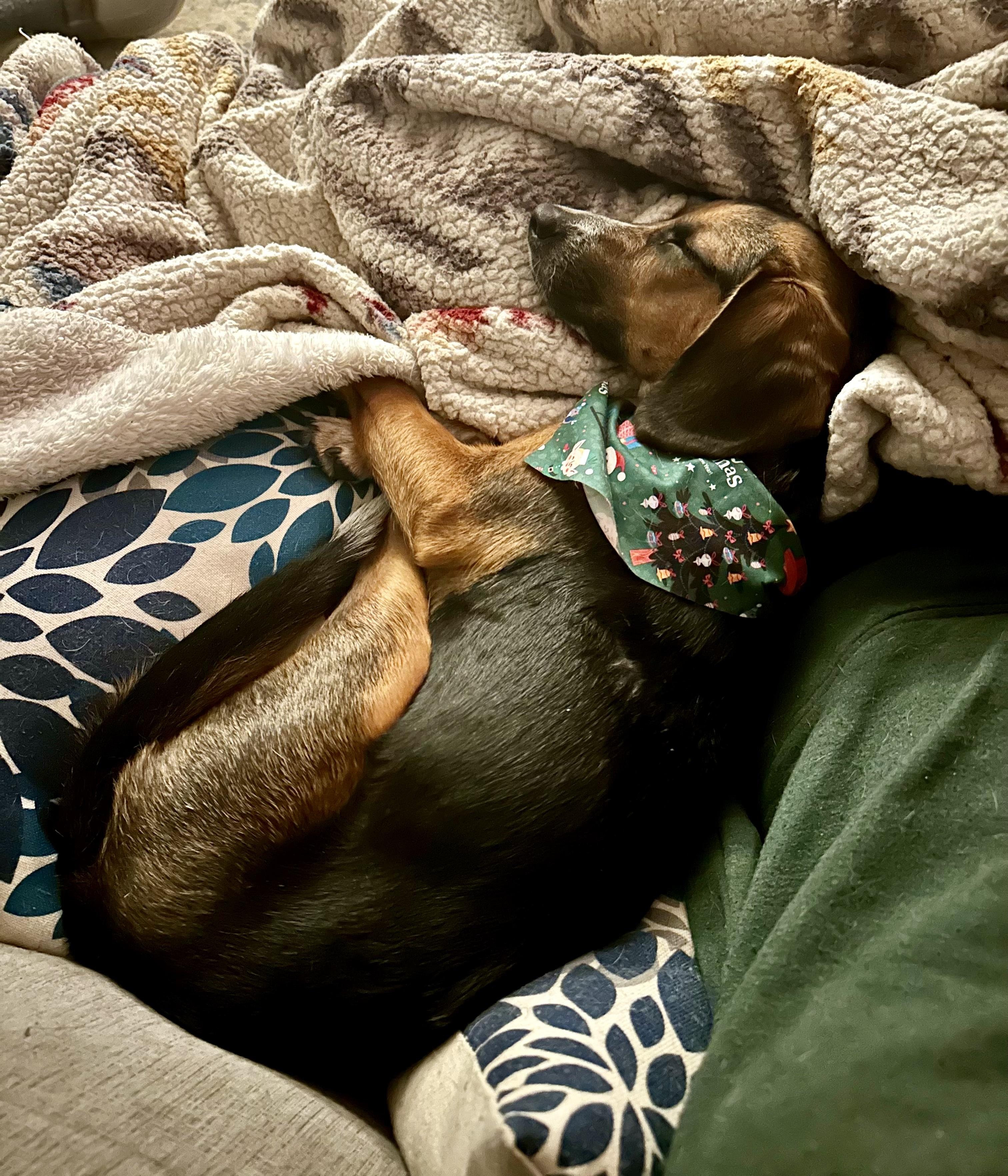 Jimi Jules, a Adoptable mixed breed in Cincinnati, OH image 3/6