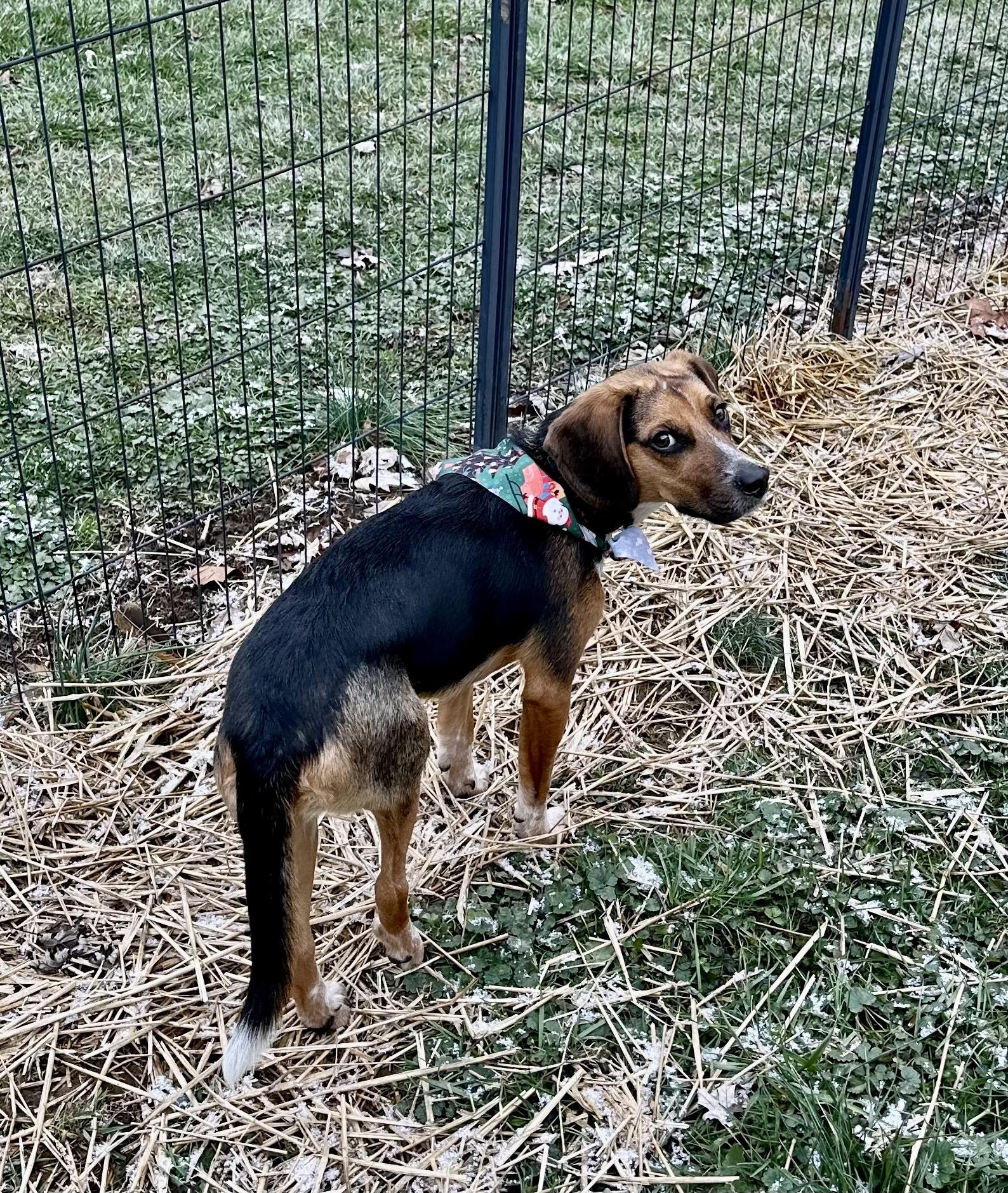 Jimi Jules, a Adoptable mixed breed in Cincinnati, OH image 4/6