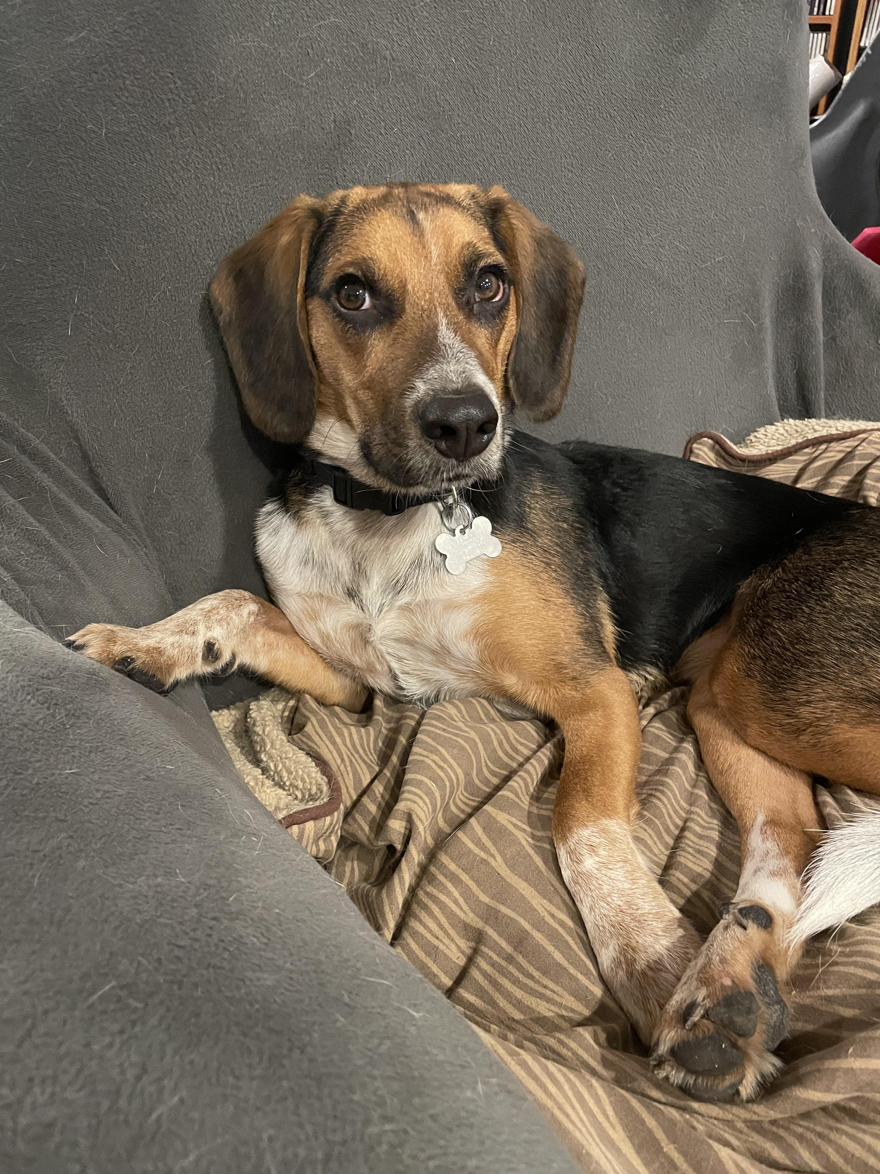 Jimi Jules, a Adoptable mixed breed in Cincinnati, OH image 1/6