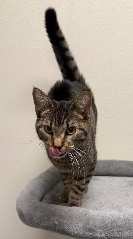 Levi, Adoptable, Young Male Domestic Short Hair.