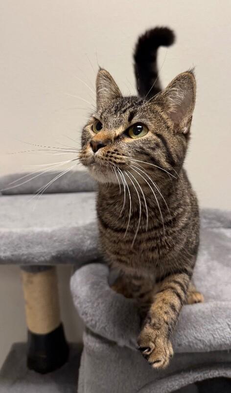 Enlarge Levi, a Adoptable Domestic Short Hair in Yankton, SD image 2/3