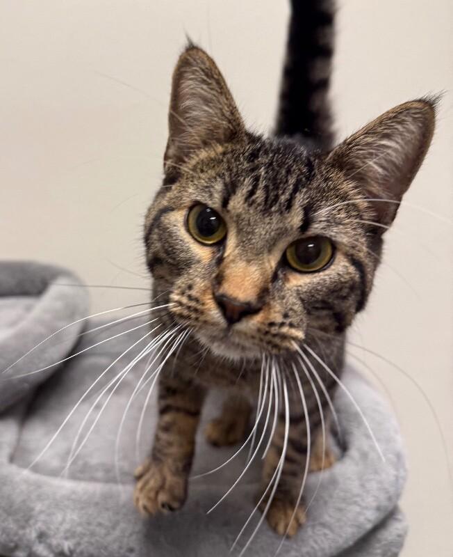 Enlarge Levi, a Adoptable Domestic Short Hair in Yankton, SD image 3/3