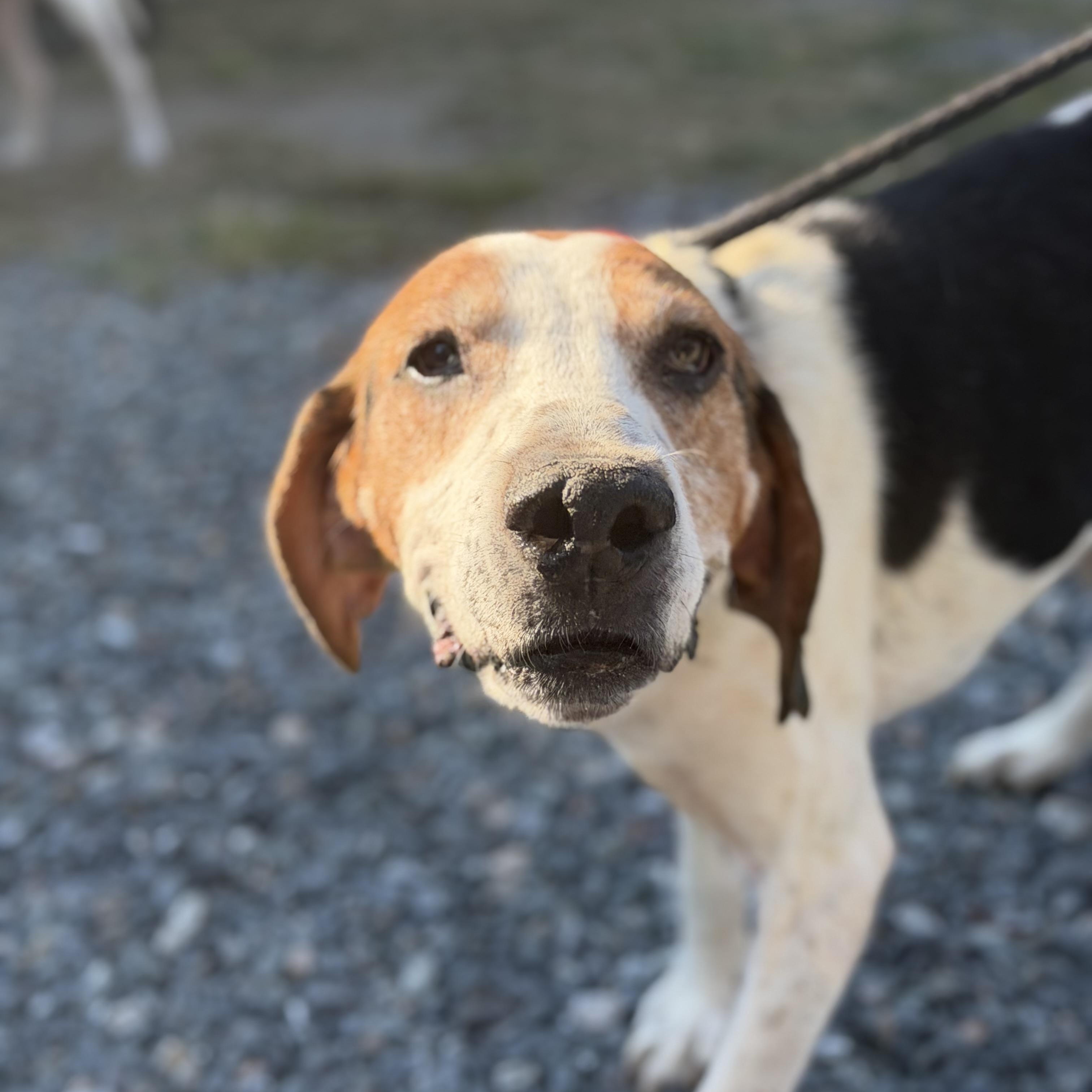 Enlarge Hank, a Adoptable Hound in Gloucester, VA image 2/3