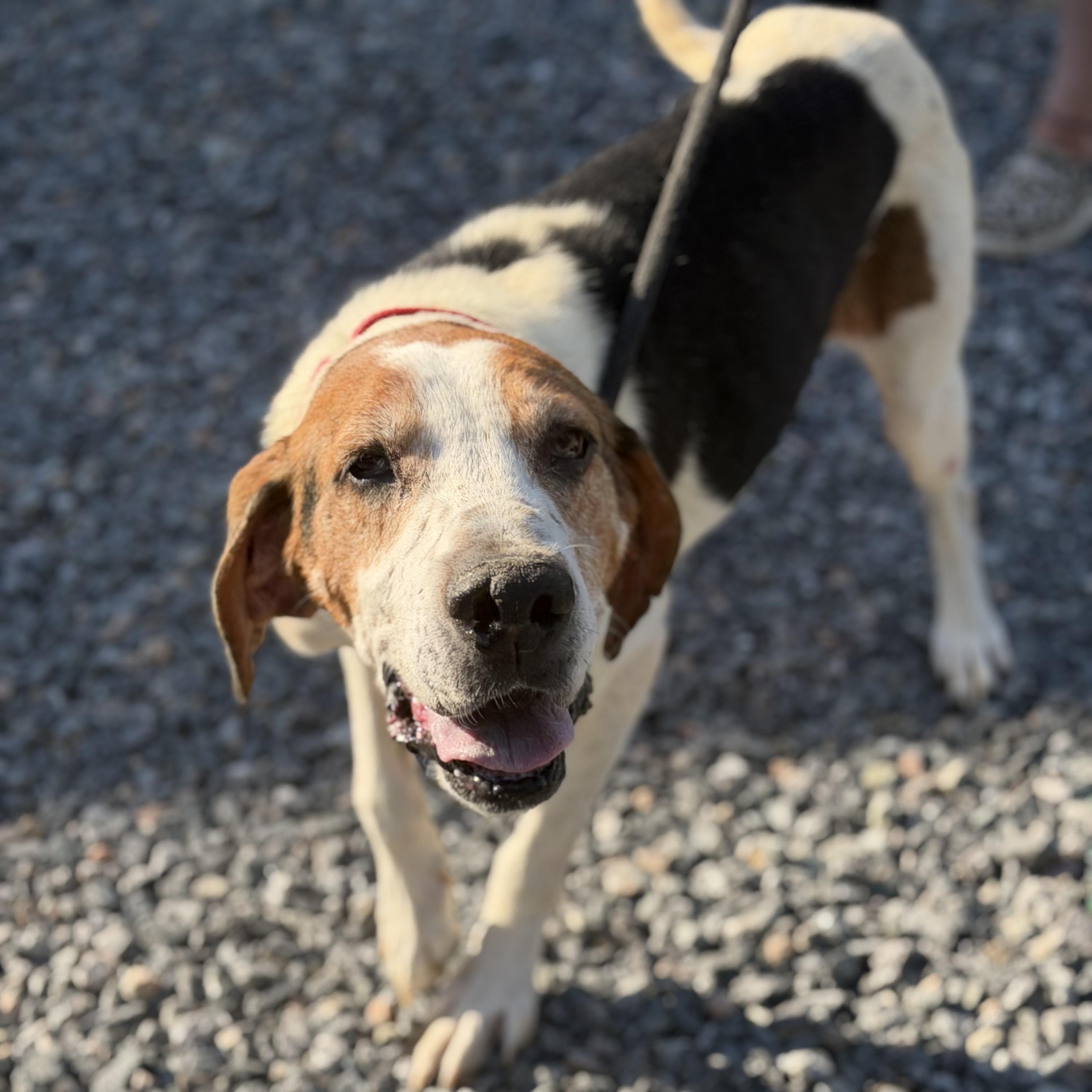 Hank, Adoptable, Senior Male Hound.