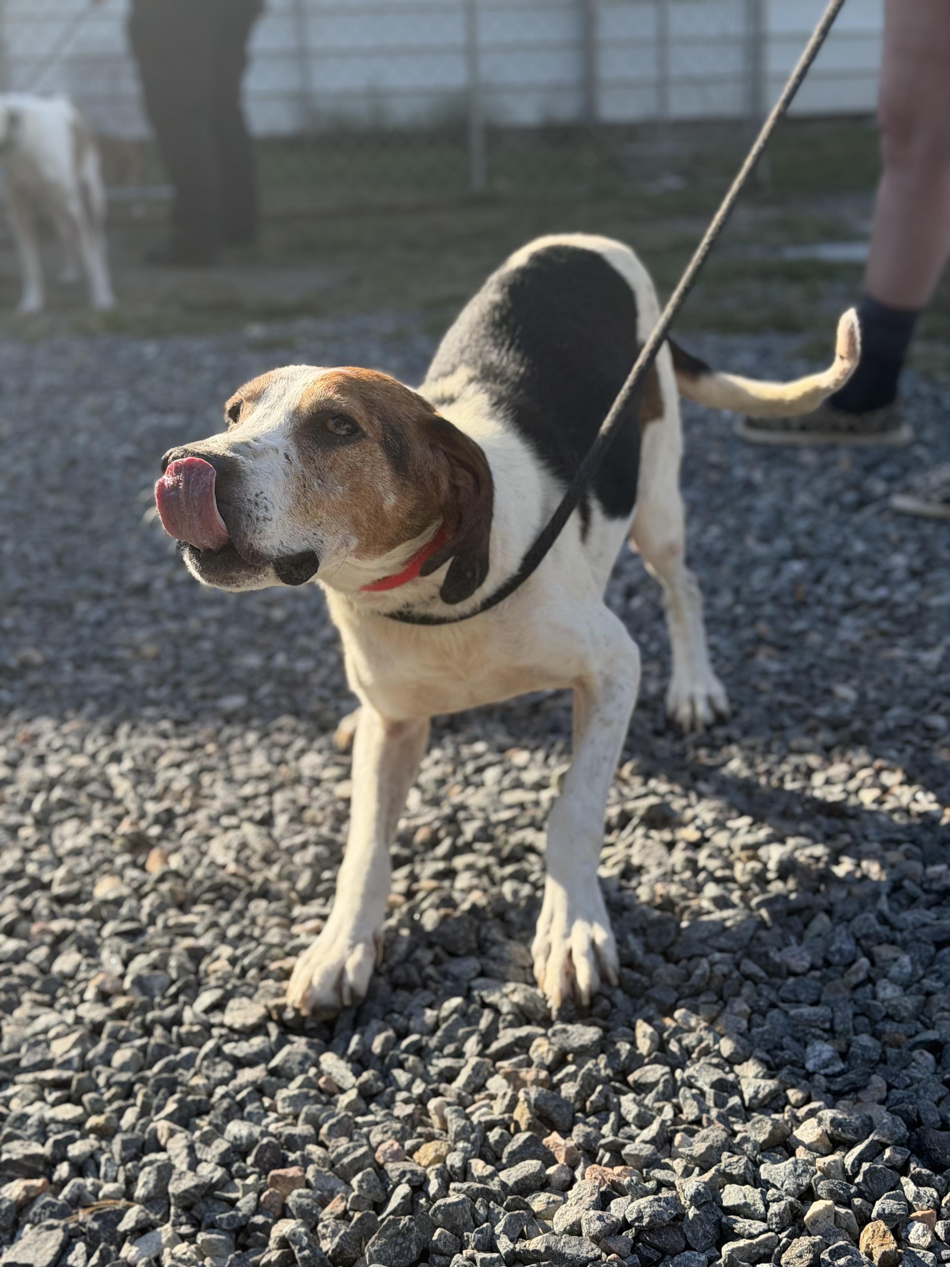 Enlarge Hank, a Adoptable Hound in Gloucester, VA image 3/3