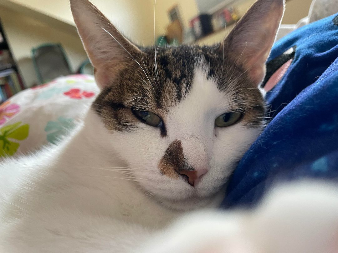 Myrtle, a Adoptable mixed breed in Philadelphia, PA image 4/6