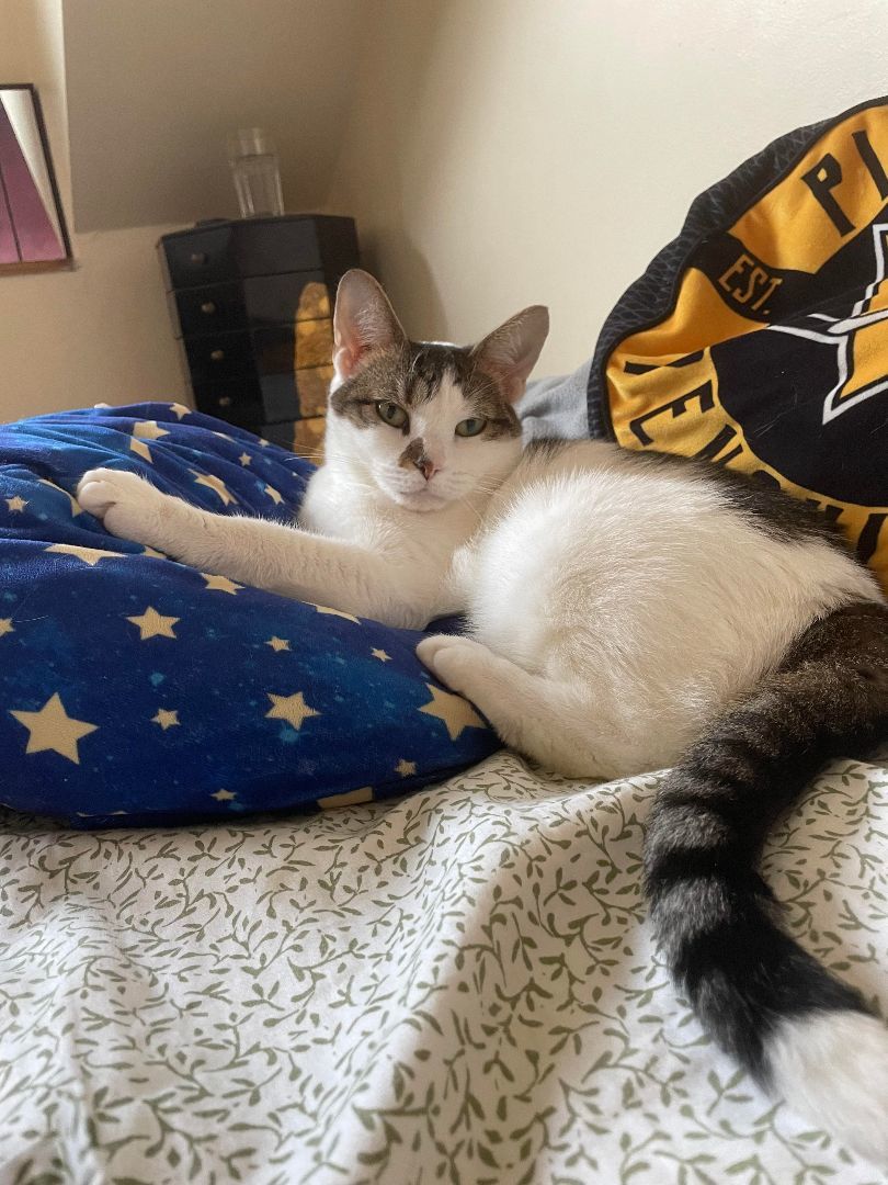 Myrtle, a Adoptable mixed breed in Philadelphia, PA image 5/6