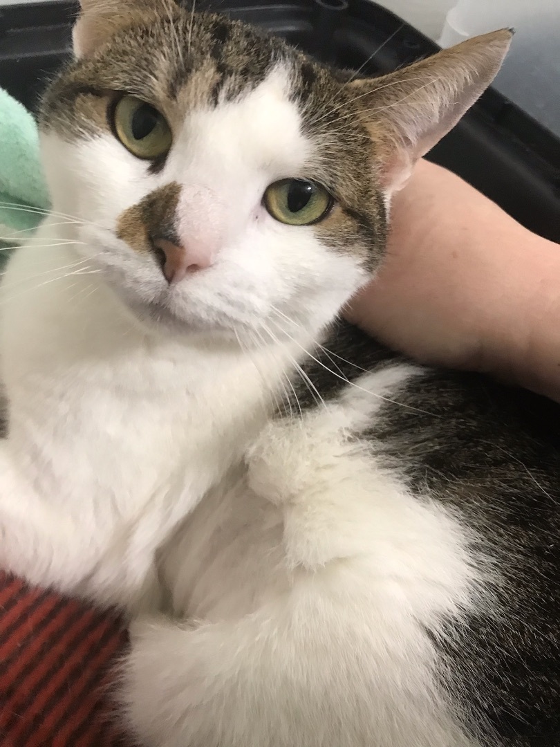 Myrtle, a Adoptable mixed breed in Philadelphia, PA image 6/6