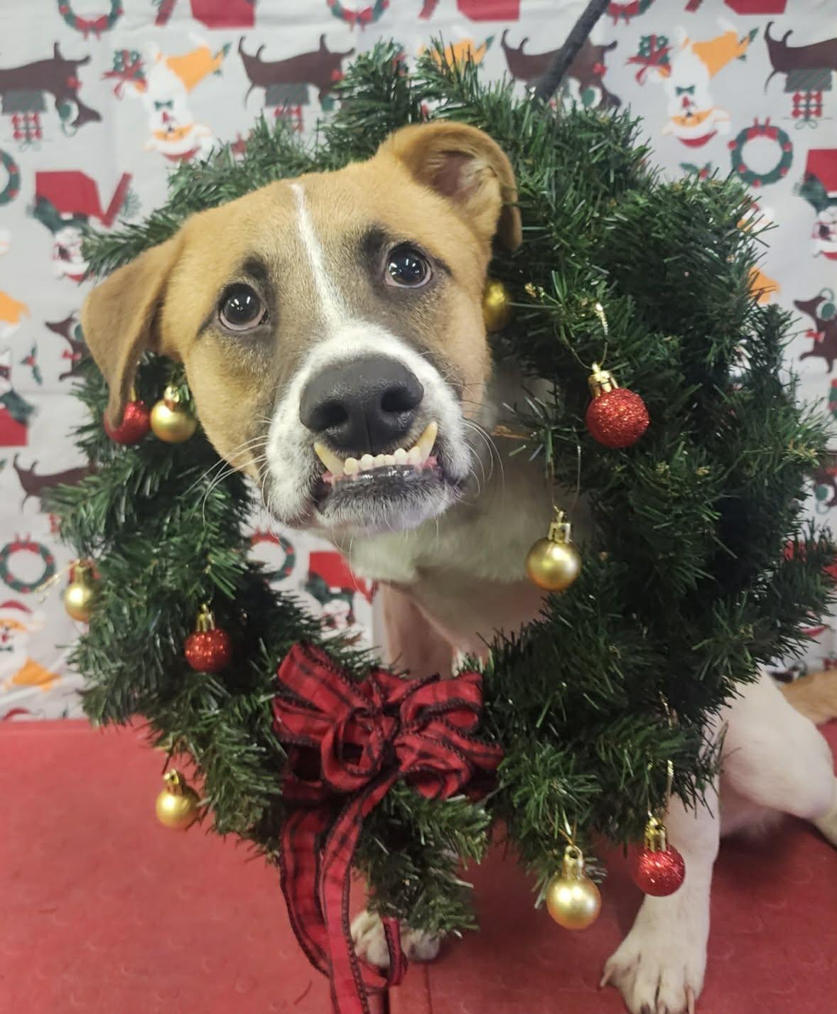 Adryan, Adoptable, Young Male Cattle Dog.