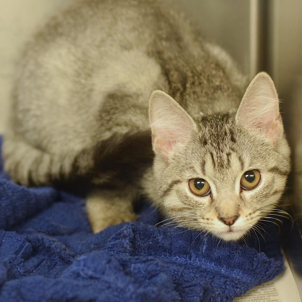 Enlarge Chips - Dog Day Afternoon, a Adoptable Domestic Short Hair in Belleville, IL image 1/1