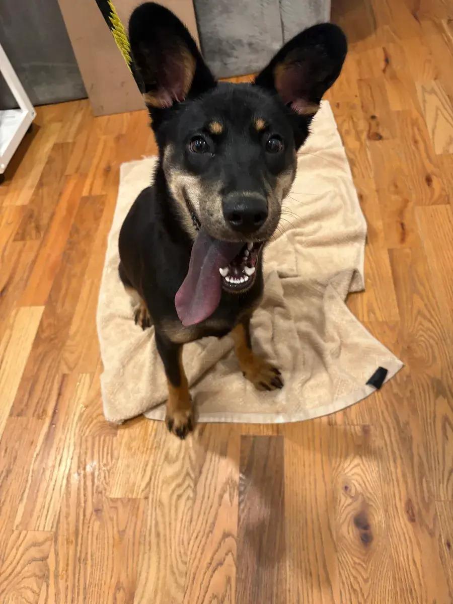 Enlarge Sandy Dee, a ADOPTABLE mixed breed in Polk, OH image 2/4