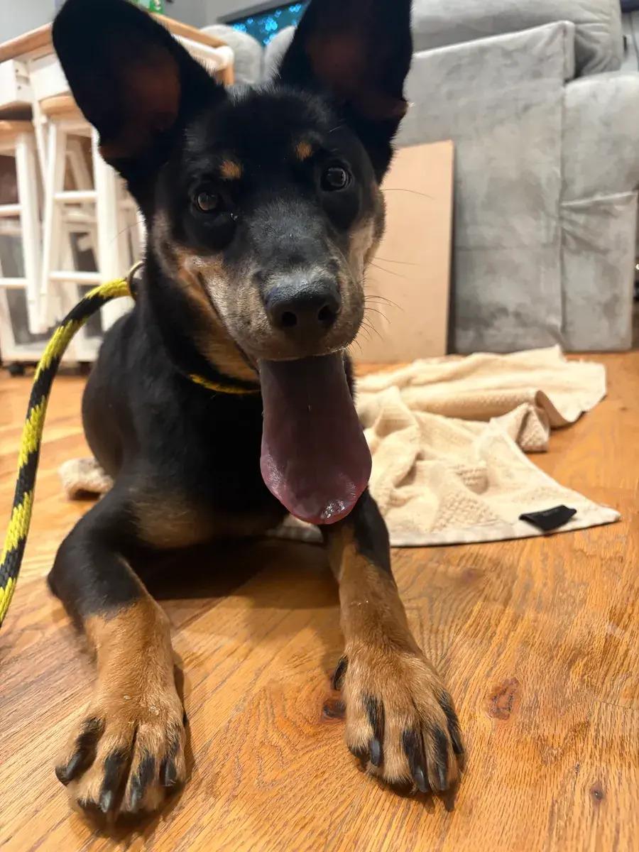 Sandy Dee, ADOPTABLE, Puppy Female Rottweiler.