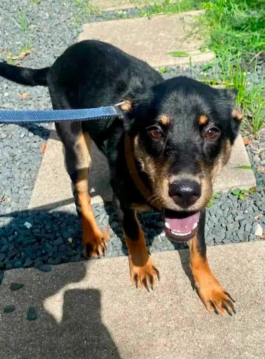 Enlarge Sandy Dee, a ADOPTABLE mixed breed in Polk, OH image 4/4