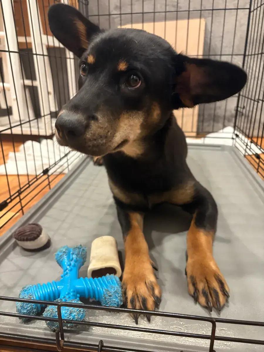 Enlarge Sandy Dee, a ADOPTABLE mixed breed in Polk, OH image 3/4