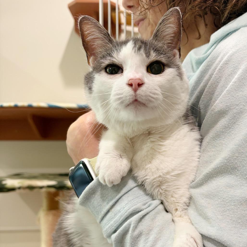 Keleigh, Adoptable, Senior Female Domestic Short Hair.