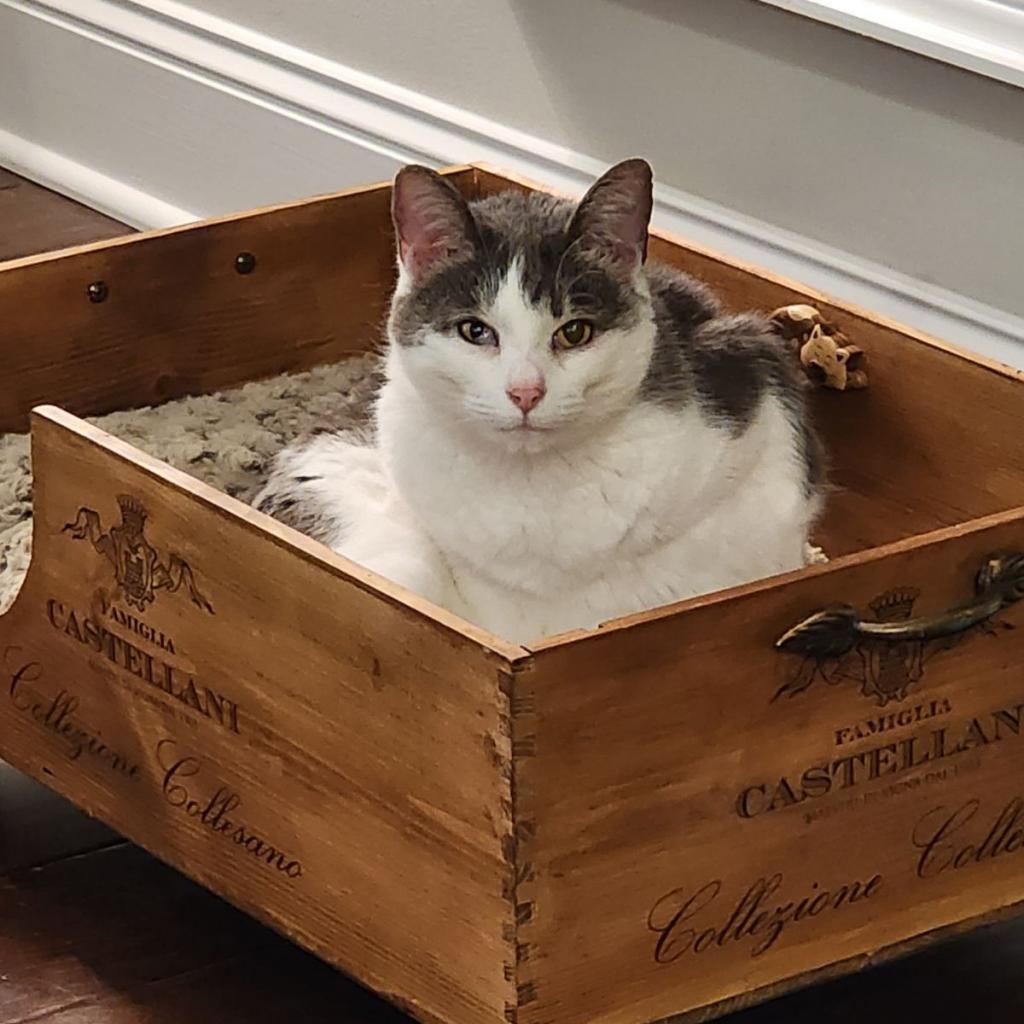 Keleigh, Adoptable, Adult Female Domestic Short Hair.