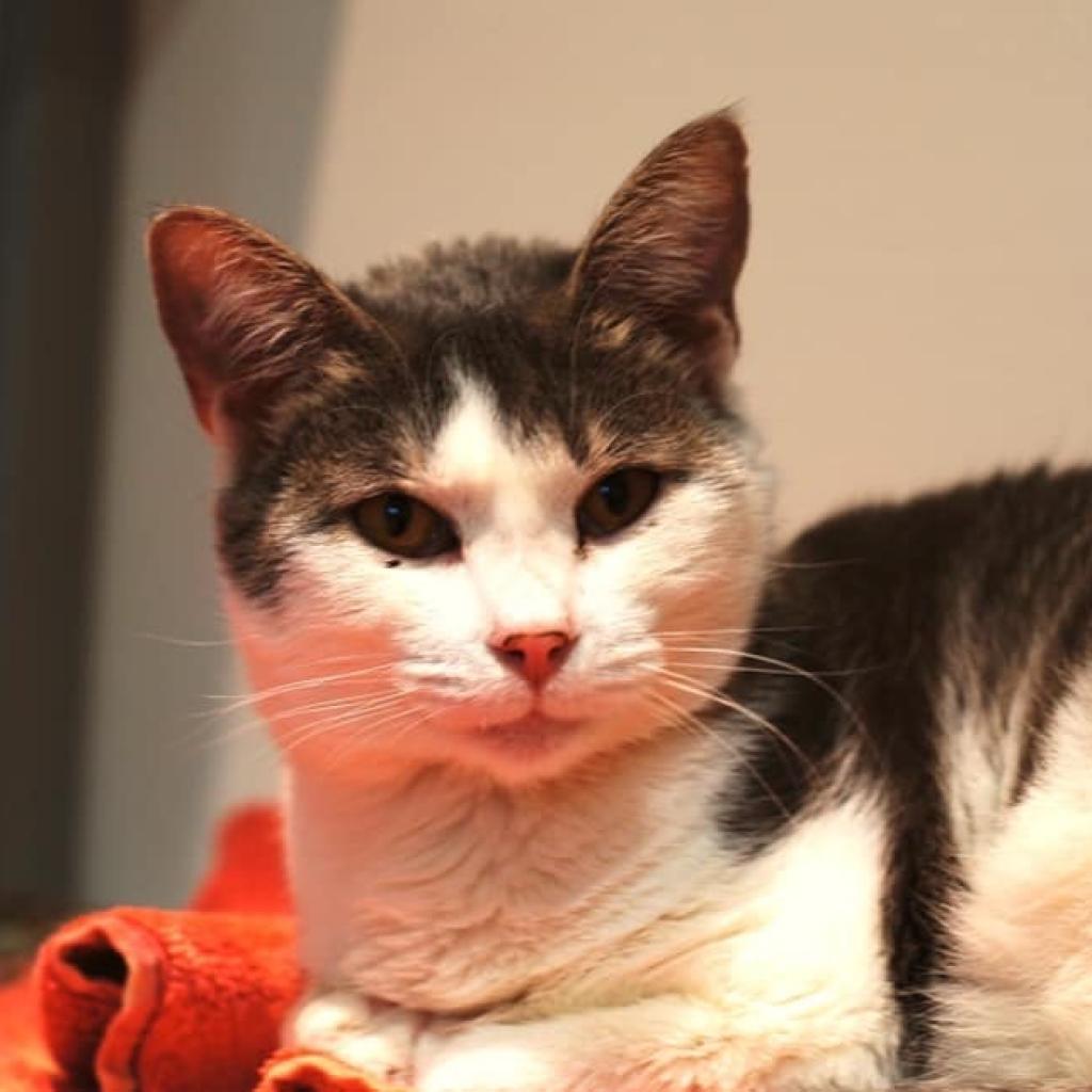 Enlarge Keleigh, a Adoptable Domestic Short Hair in Cumming, GA image 2/6