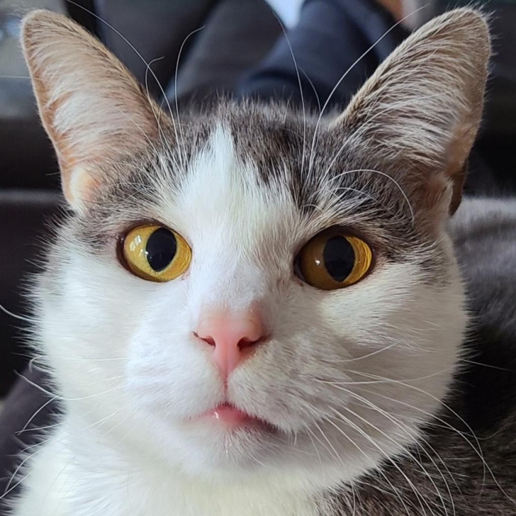 Enlarge Keleigh, a Adoptable Domestic Short Hair in Cumming, GA image 3/6