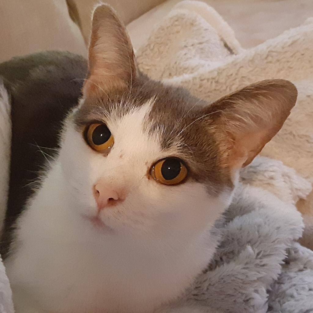 Enlarge Keleigh, a Adoptable Domestic Short Hair in Cumming, GA image 4/6