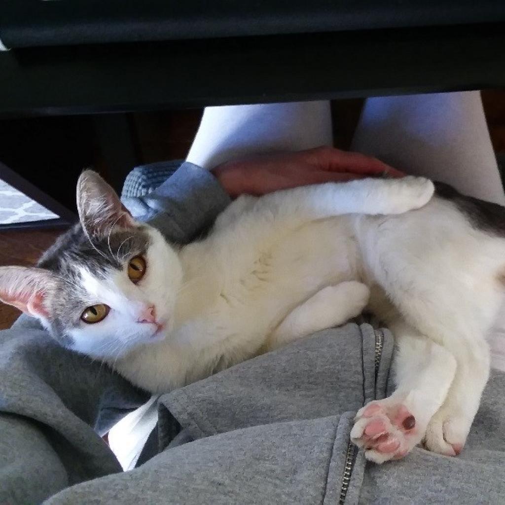 Enlarge Keleigh, a Adoptable Domestic Short Hair in Cumming, GA image 5/6