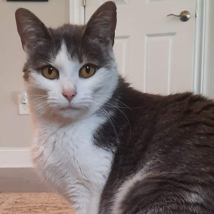 Enlarge Keleigh, a Adoptable Domestic Short Hair in Cumming, GA image 6/6