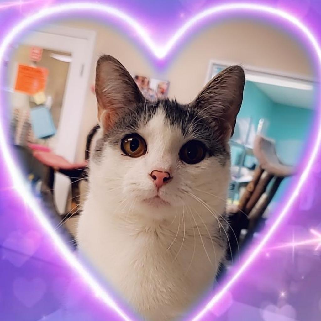 Enlarge Keleigh, a Adoptable Domestic Short Hair in Cumming, GA image 6/6