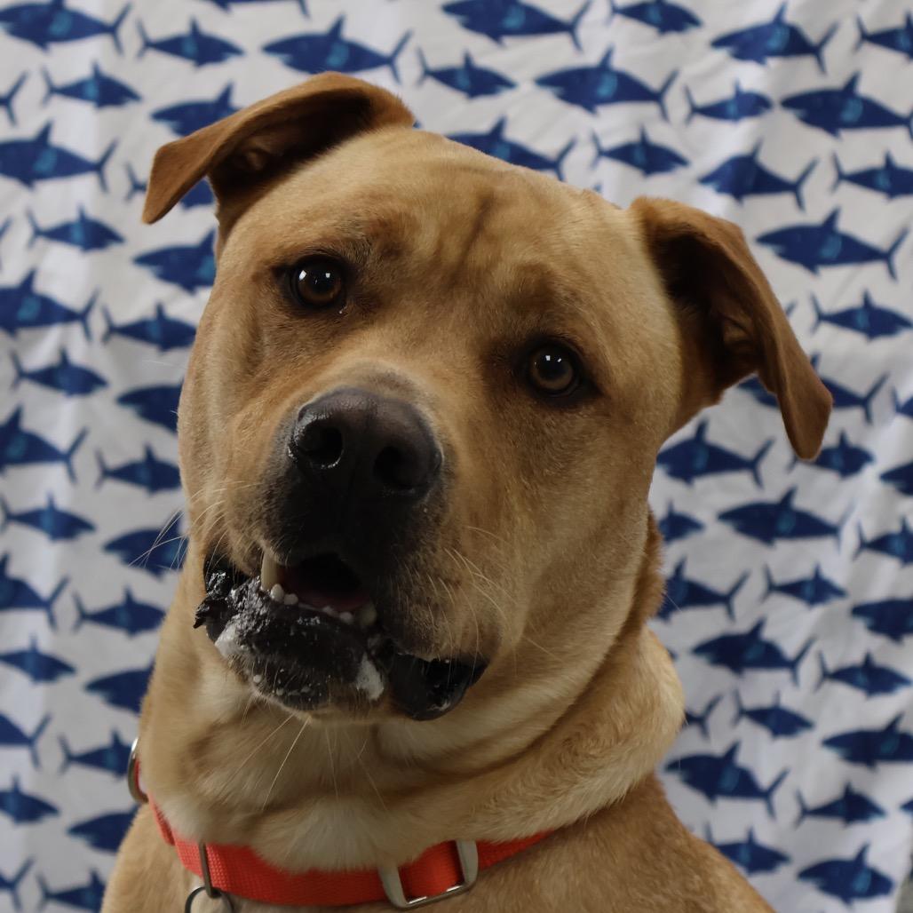 Canyon, a Adoptable mixed breed in Brookfield, WI image 2/6