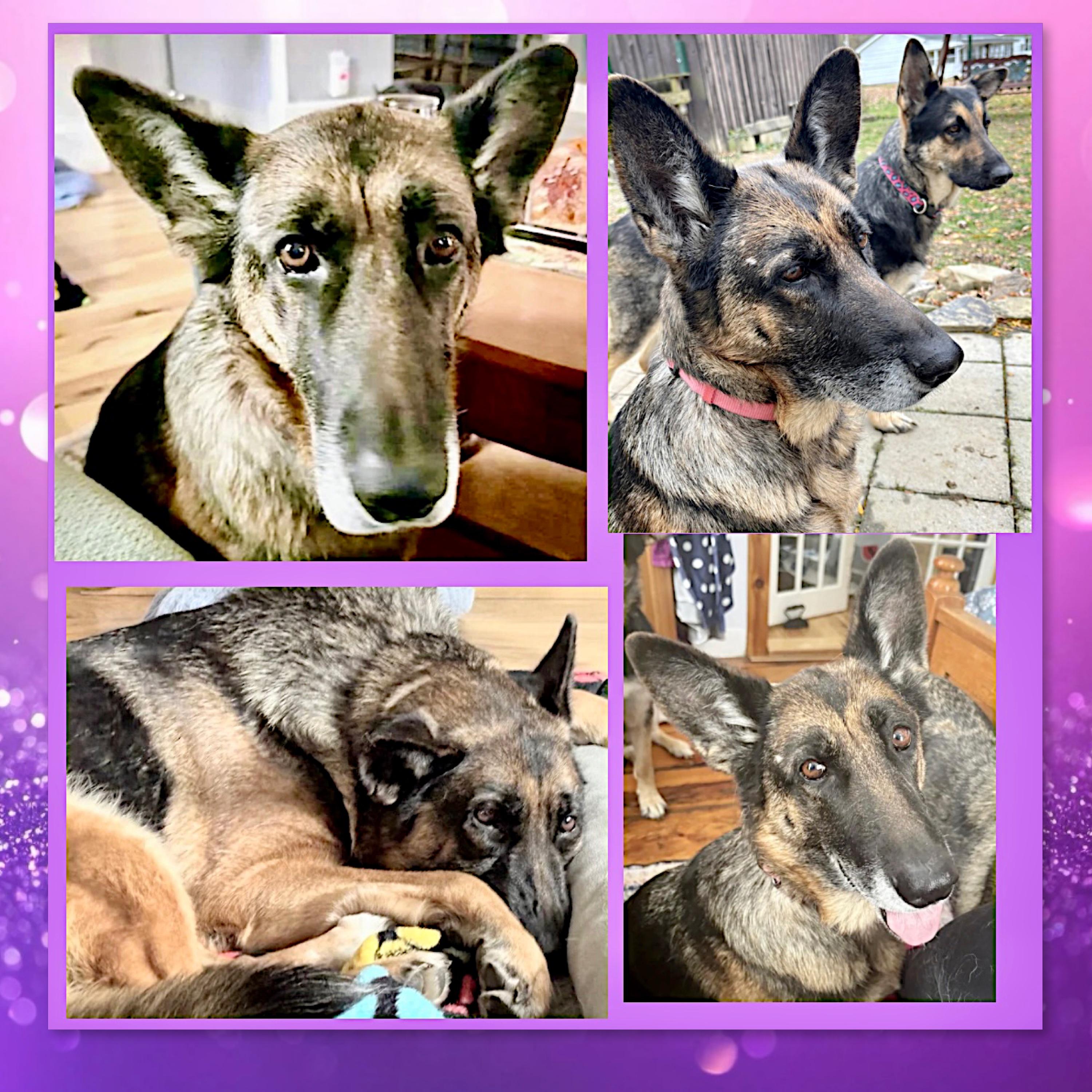 Violet, Adoptable, Senior Female German Shepherd Dog.