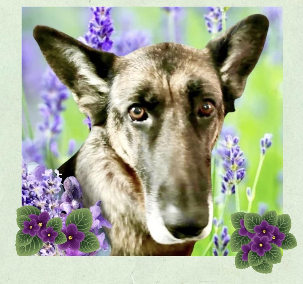 Violet, Adoptable, Senior Female German Shepherd Dog.
