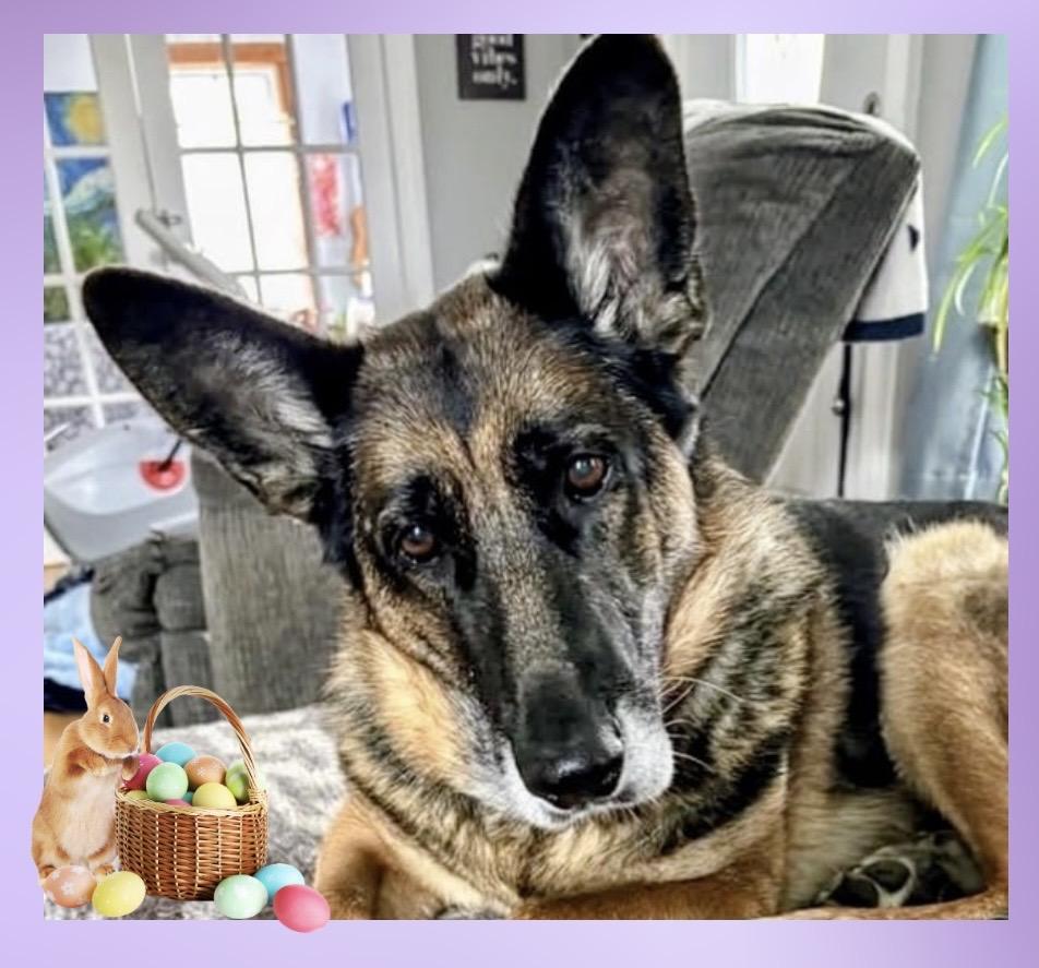 Violet, Adoptable, Senior Female German Shepherd Dog.