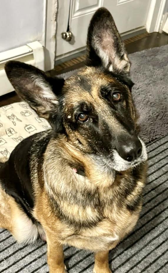 Violet, a Adoptable German Shepherd Dog in Westfield, NY image 6/6