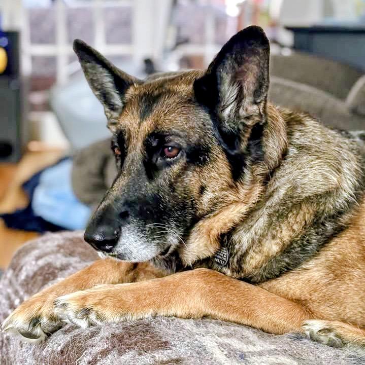 Violet, a Adoptable German Shepherd Dog in Westfield, NY image 2/6