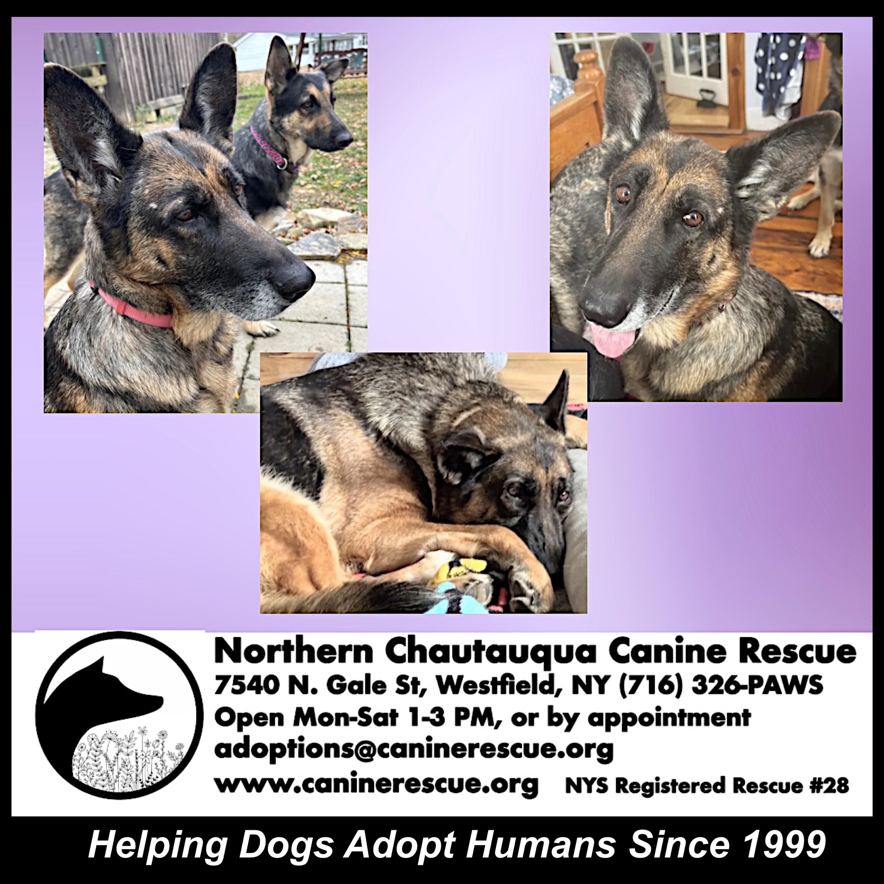 Violet, a Adoptable German Shepherd Dog in Westfield, NY image 4/6