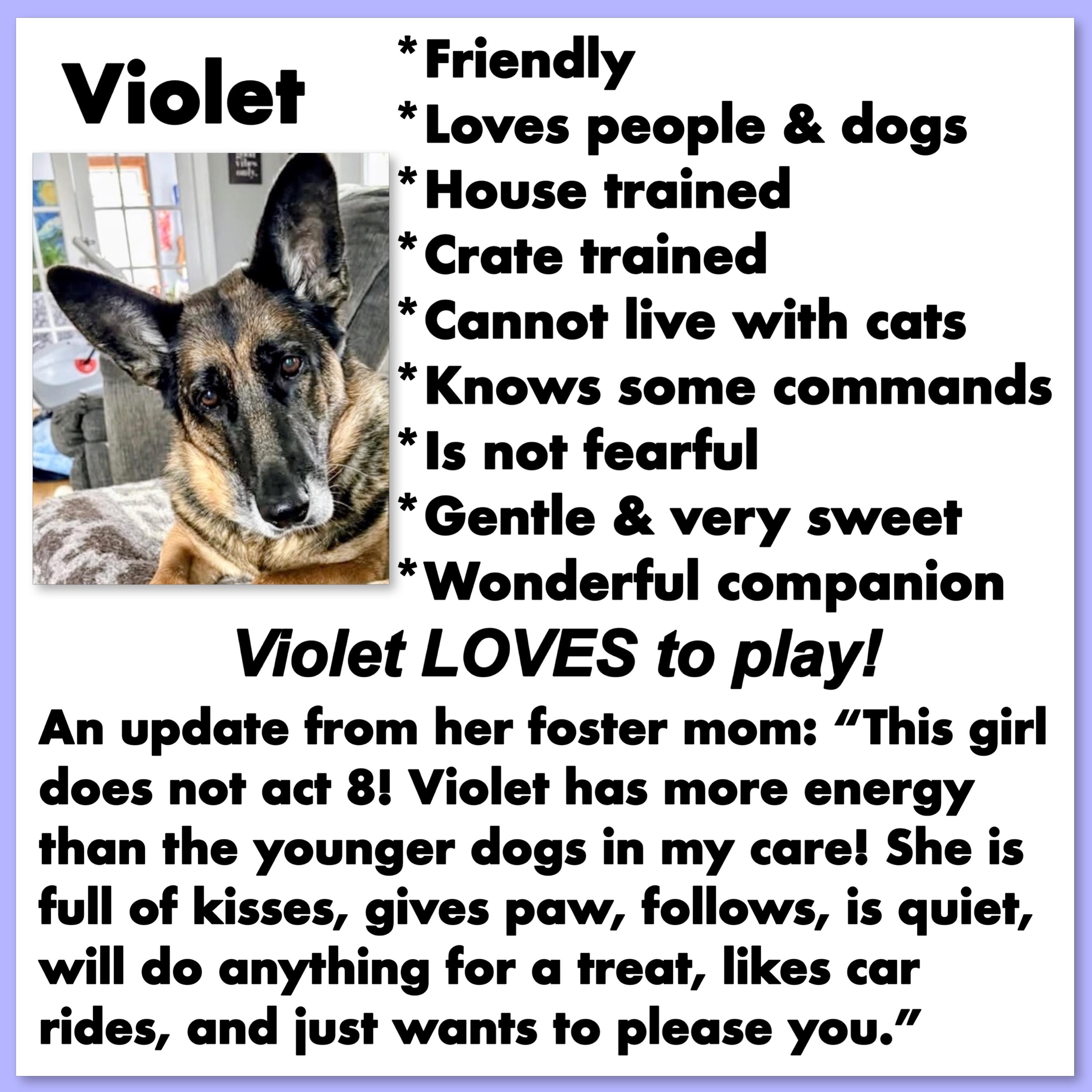Violet, a Adoptable German Shepherd Dog in Westfield, NY image 3/6