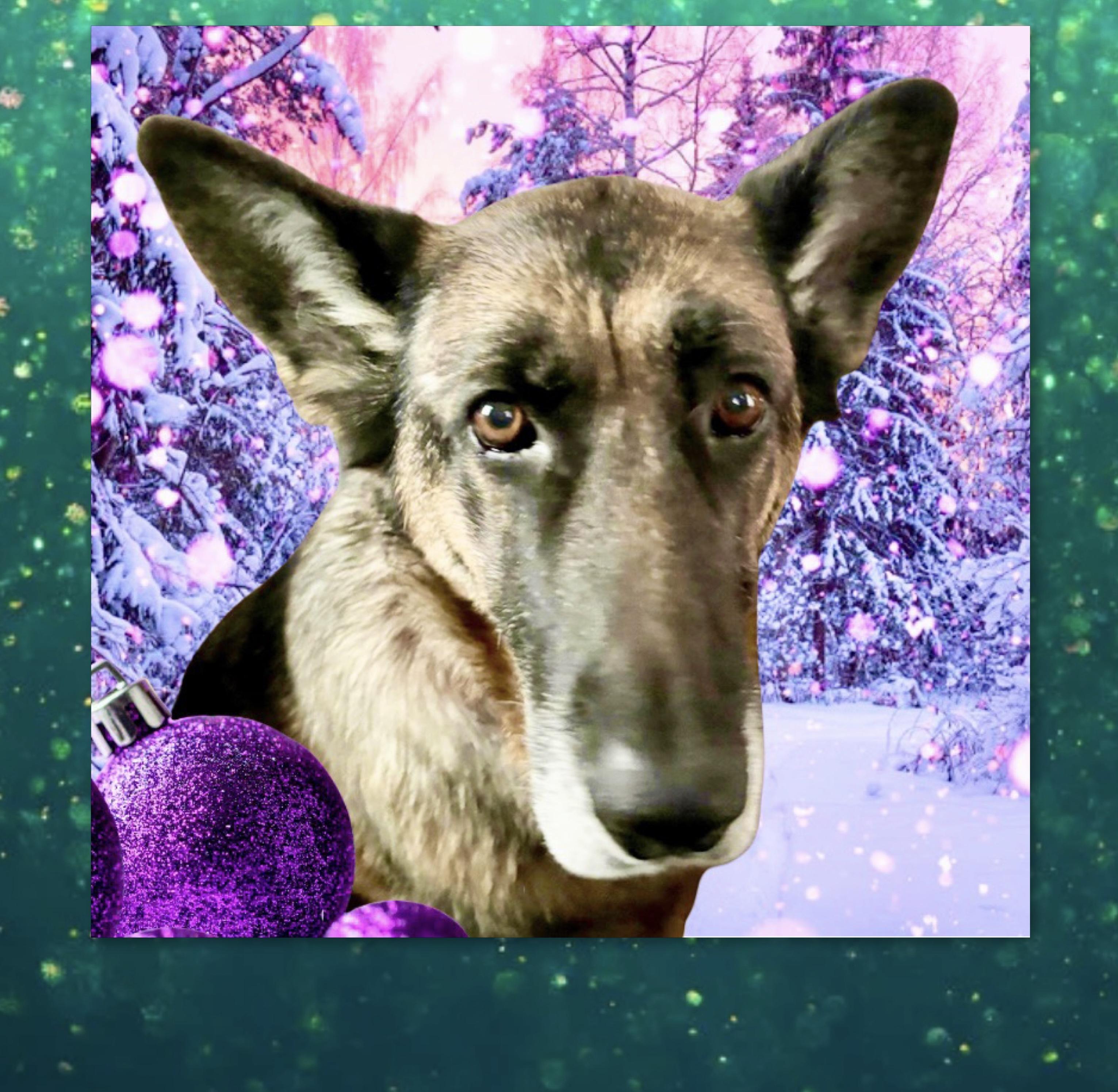 Enlarge Violet, a Adoptable German Shepherd Dog in Westfield, NY image 2/3