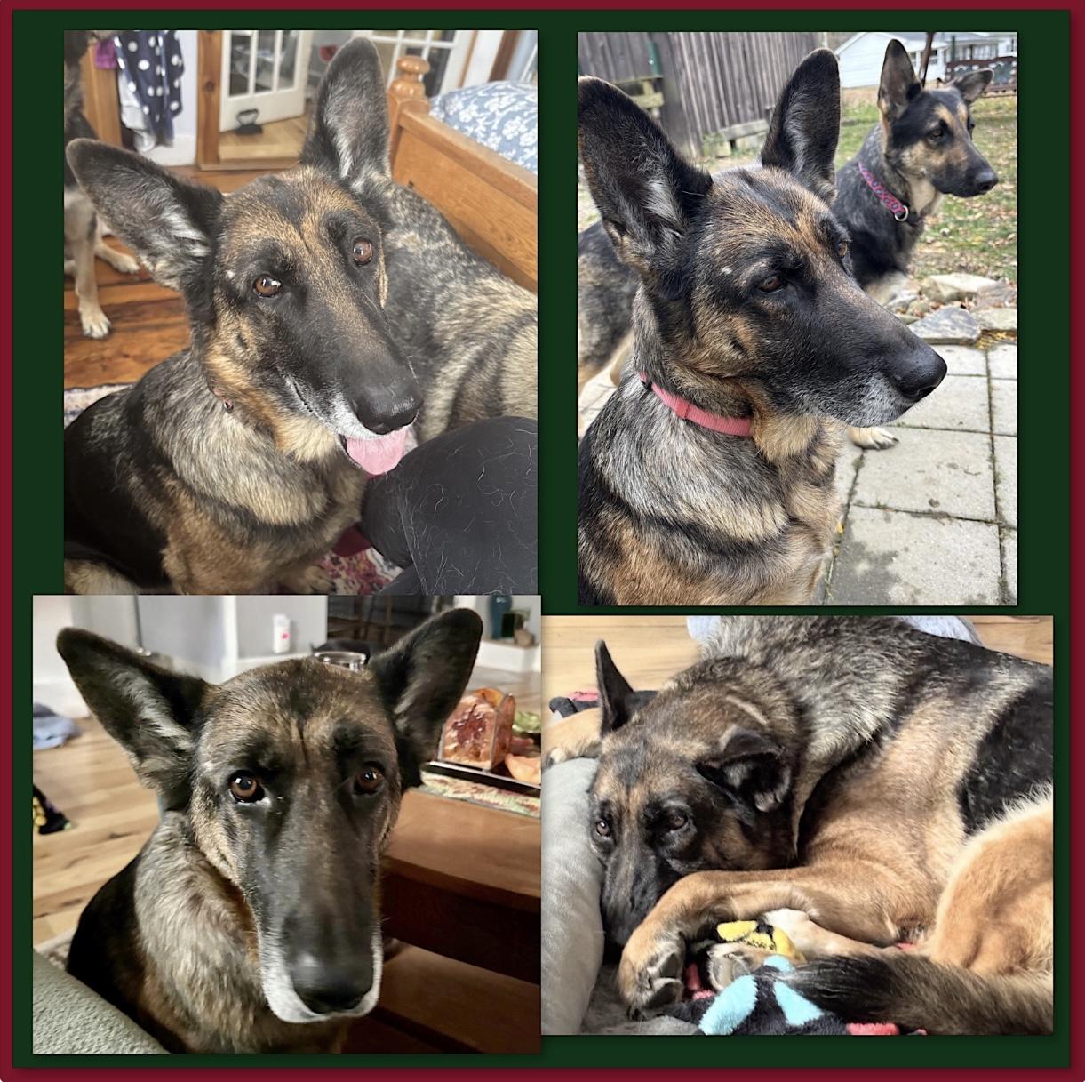 Enlarge Violet, a Adoptable German Shepherd Dog in Westfield, NY image 3/3