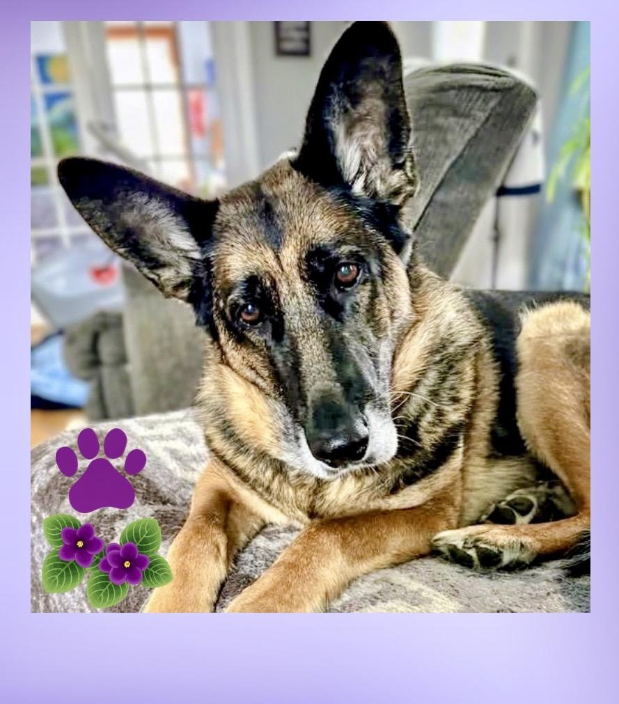 Violet, Adoptable, Senior Female German Shepherd Dog.