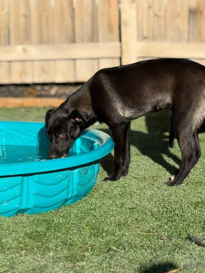 Elton, Adopted, Young Male Border Collie & Mixed Breed.