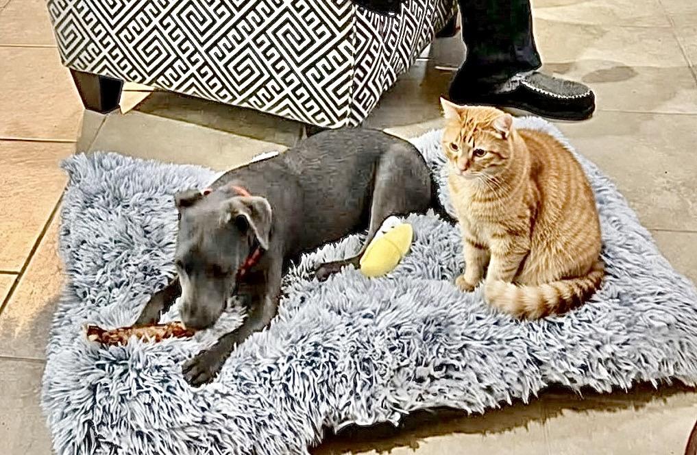 Huck, a Adoptable mixed breed in Buffalo, NY image 2/6