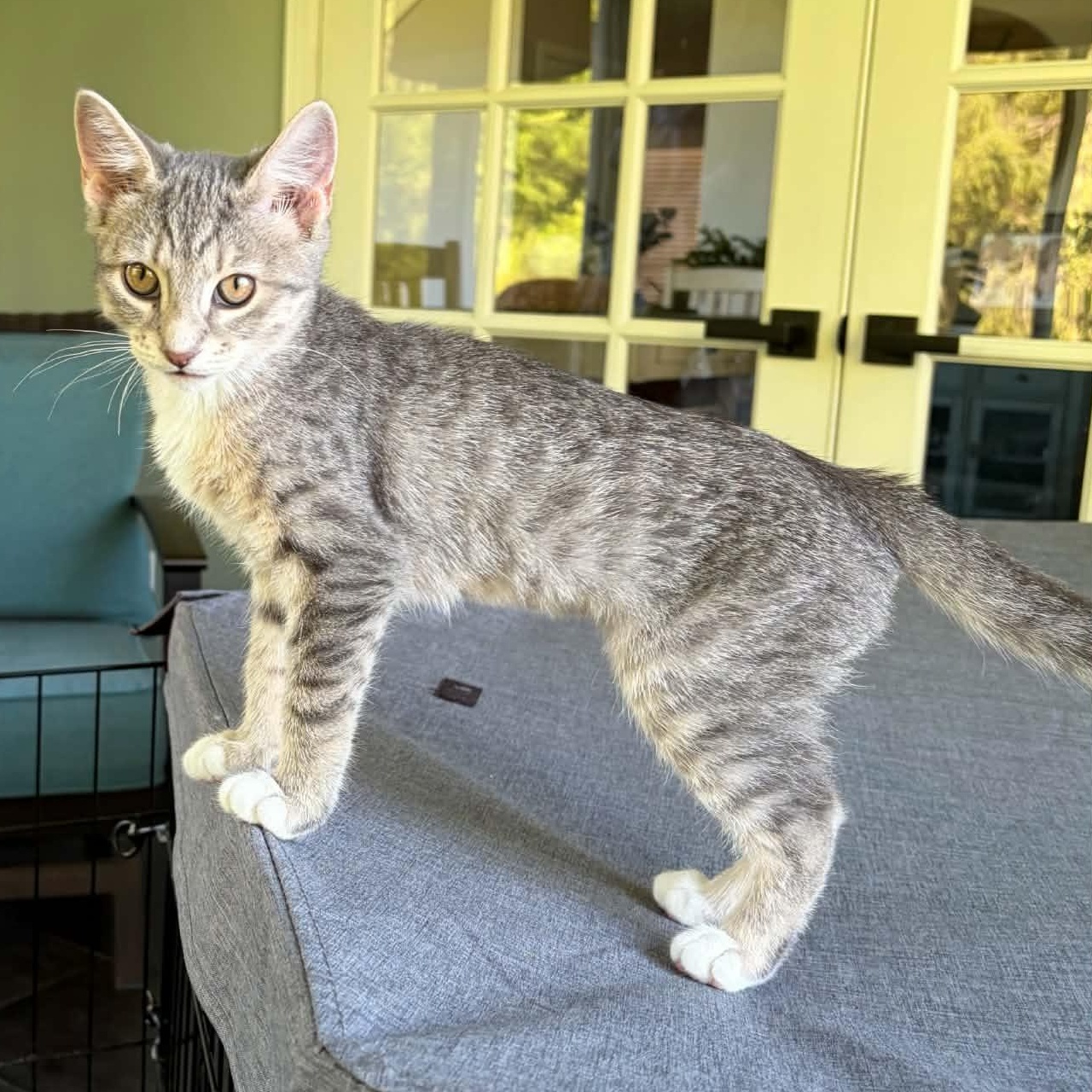 Maisie, a Adoptable Tabby in Kentwood, MI image 3/6
