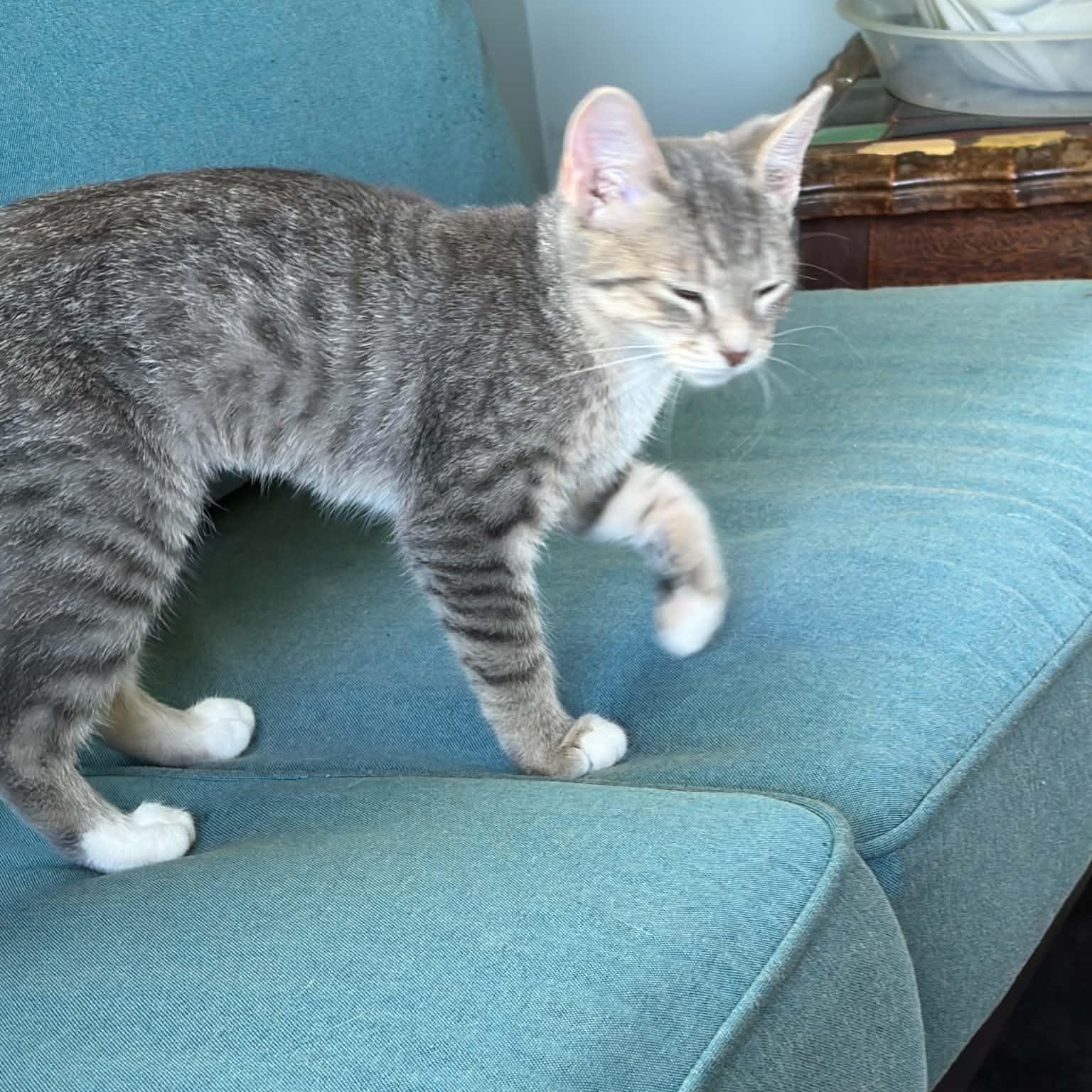 Maisie, a Adoptable Tabby in Kentwood, MI image 5/6