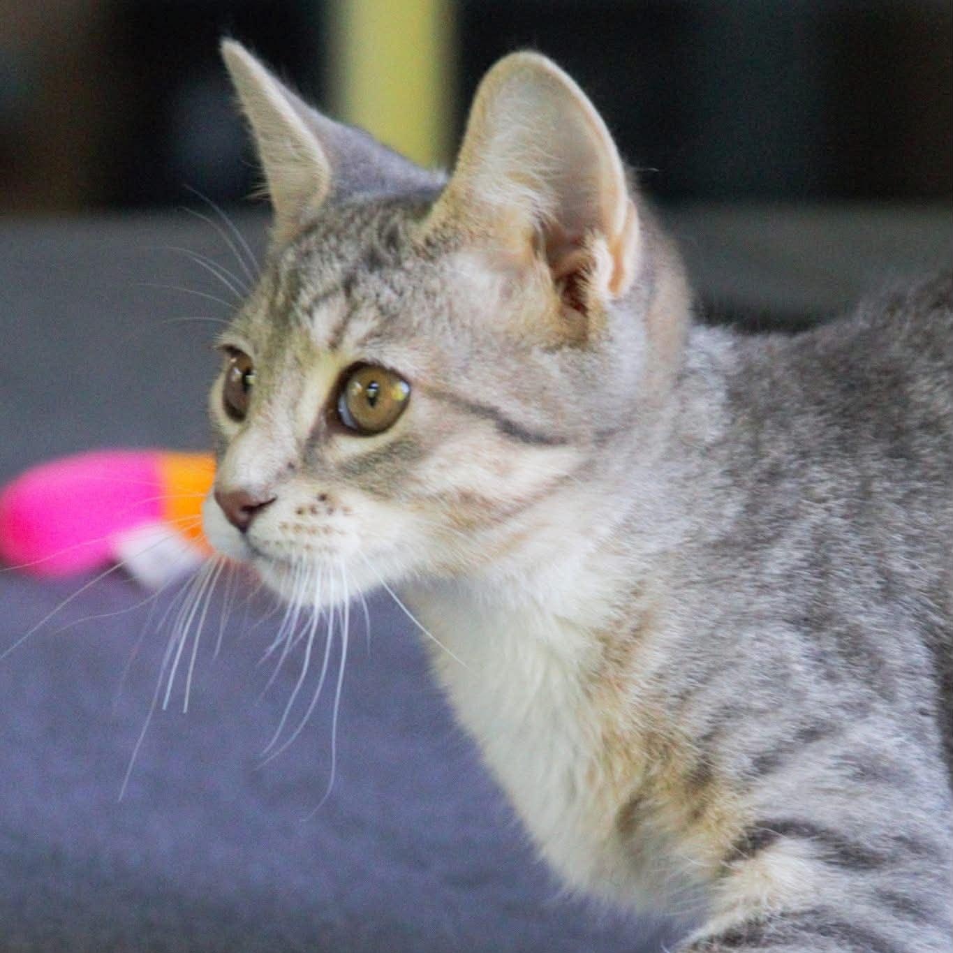 Maisie, a Adoptable Tabby in Kentwood, MI image 6/6