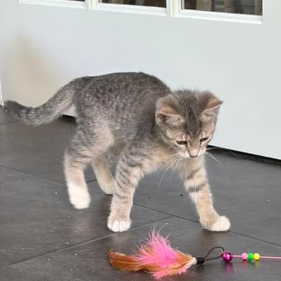 Maisie, a Adoptable Tabby in Kentwood, MI image 2/4