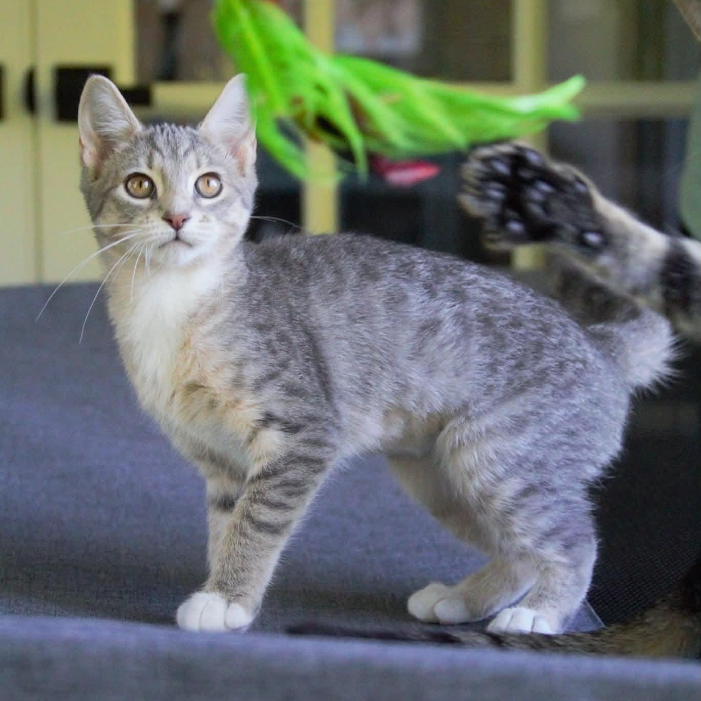 Maisie, Adoptable, Kitten Female Tabby.